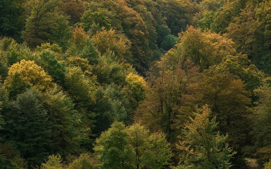 Luna Pădurii