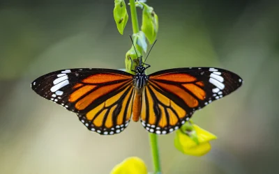 Parcul Natural Văcărești – Delta dintre blocuri și lecție vie pentru Eco Arhitecți