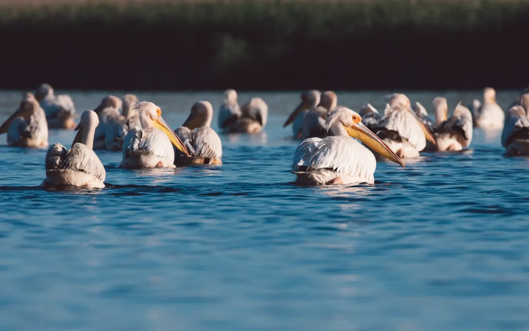 Specii protejate din România – comori ale naturii noastre