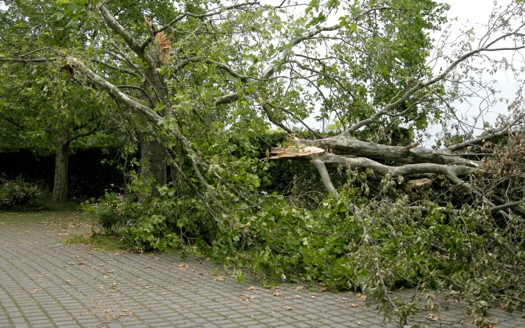 Vijeliile din București – semnale de alarmă ale schimbărilor climatice